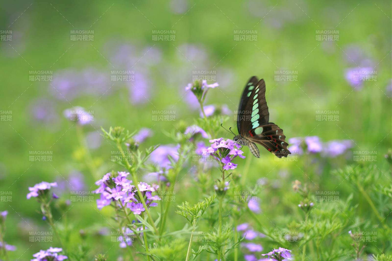 蝴蝶翩翩花間舞