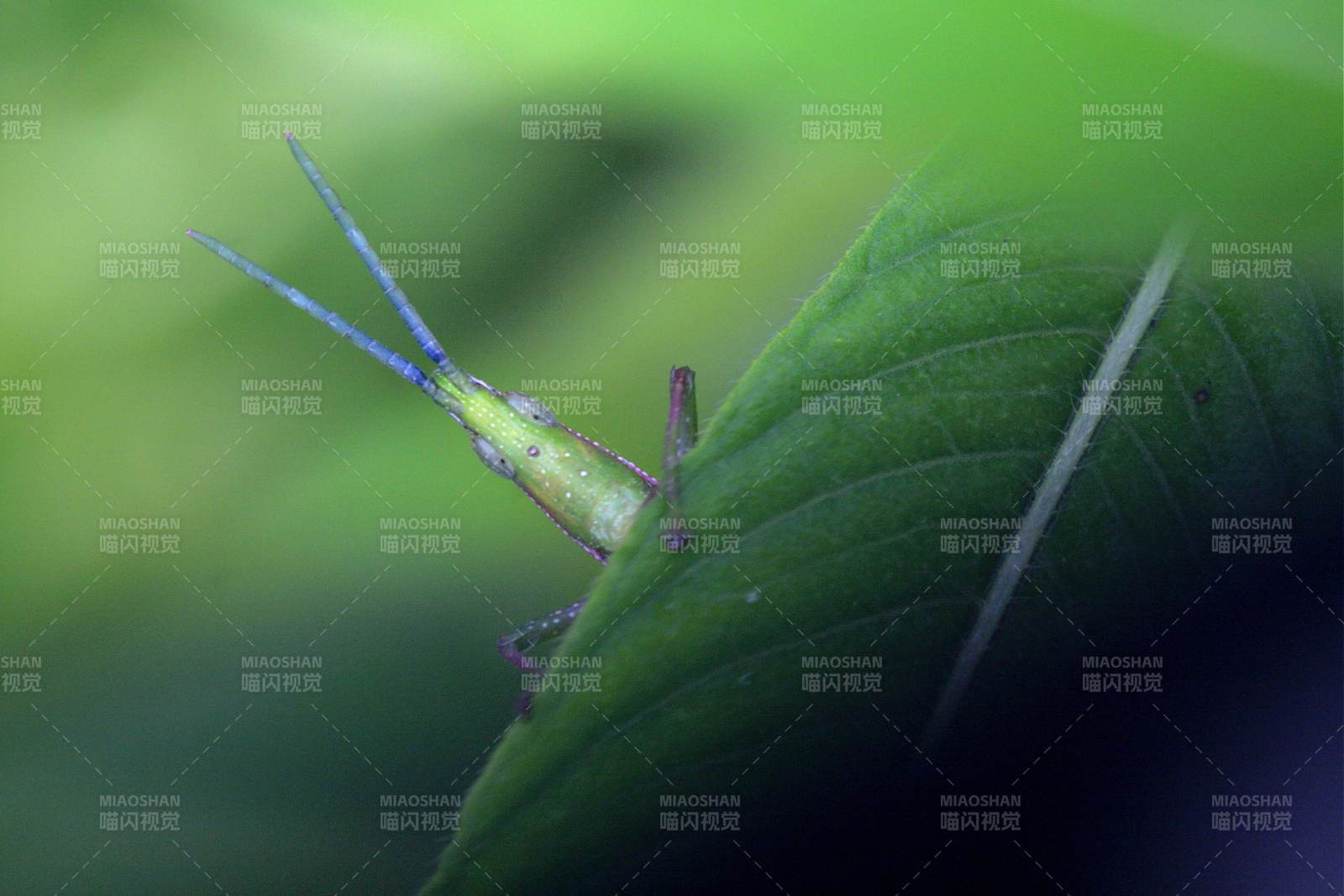 綠葉上的小昆蟲特寫