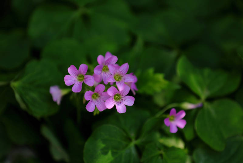 粉色花朵與綠葉相伴