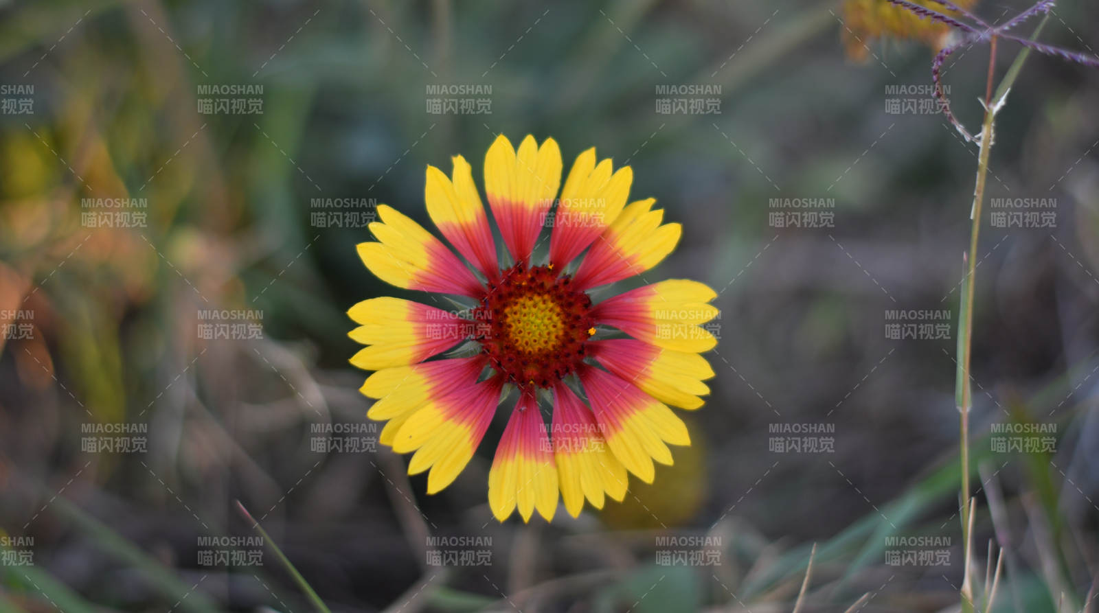 秋日野花 溫暖綻放