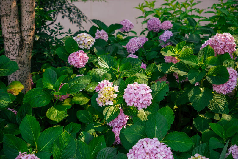 紫陽花叢綠葉映襯