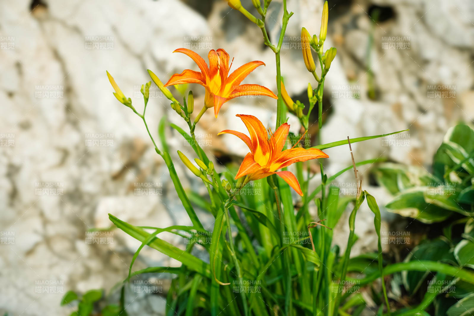 橙色萱草花綻放于綠葉間