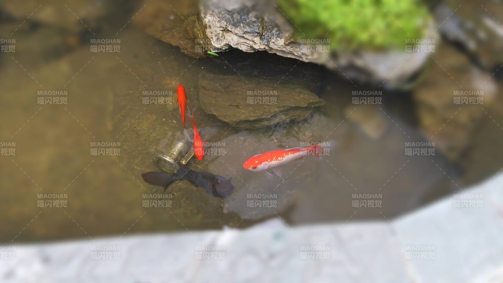 池塘中的小魚游動