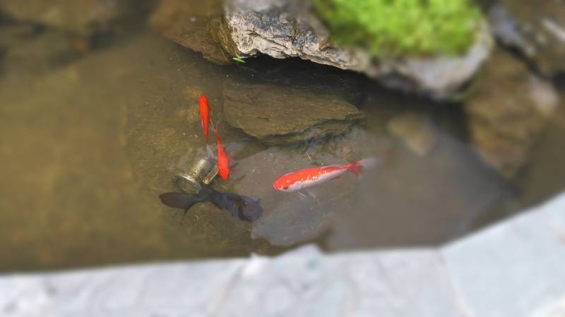 池塘中的小魚游動