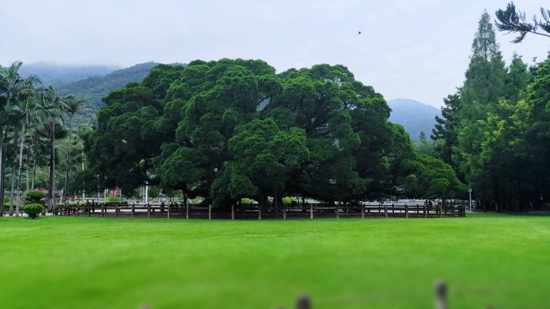 綠樹成蔭的公園景色