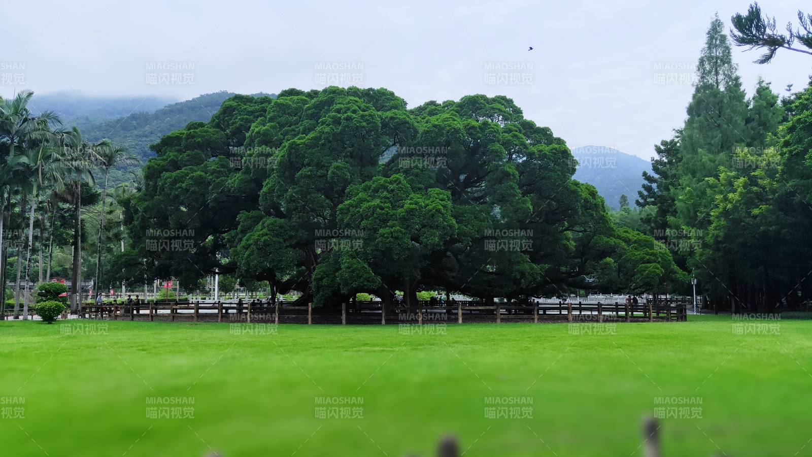 綠樹成蔭的公園景色