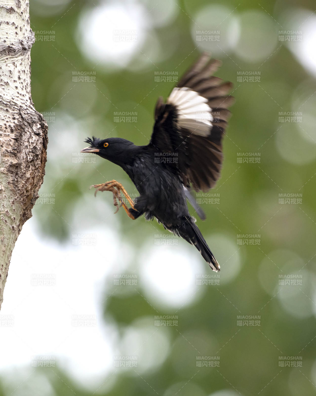 飛翔的黑鳥 展翅瞬間