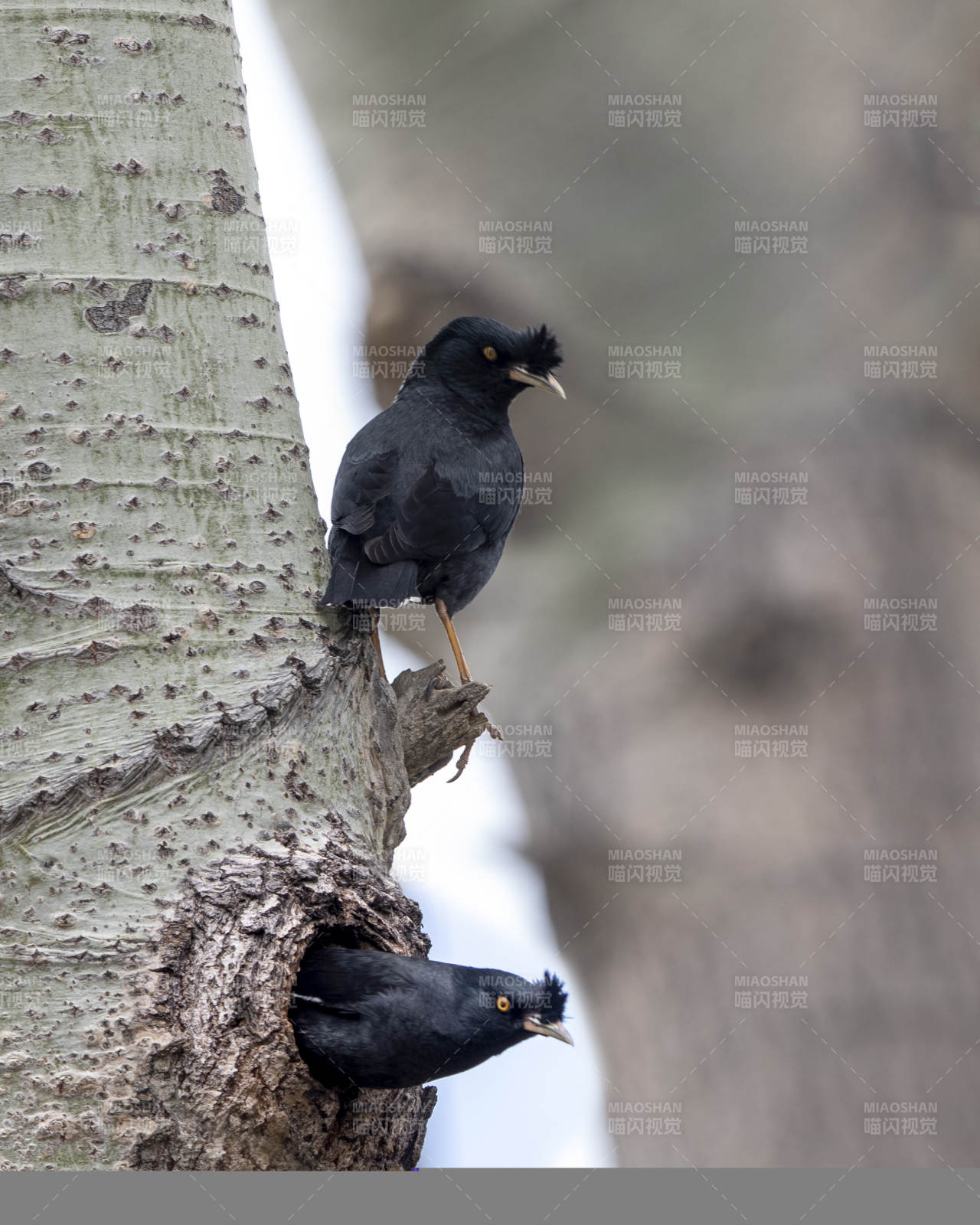 樹洞里的兩只黑鳥