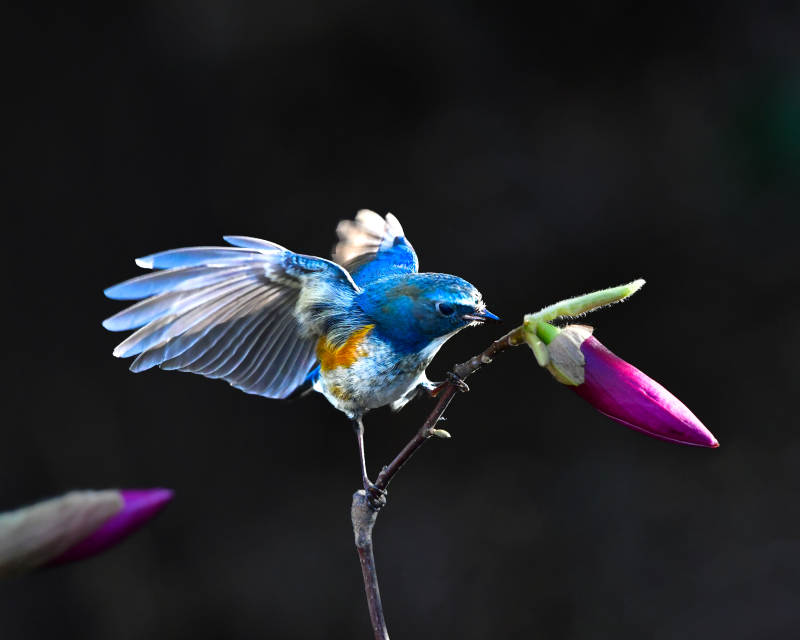 蓝鸟展翅 花间停驻