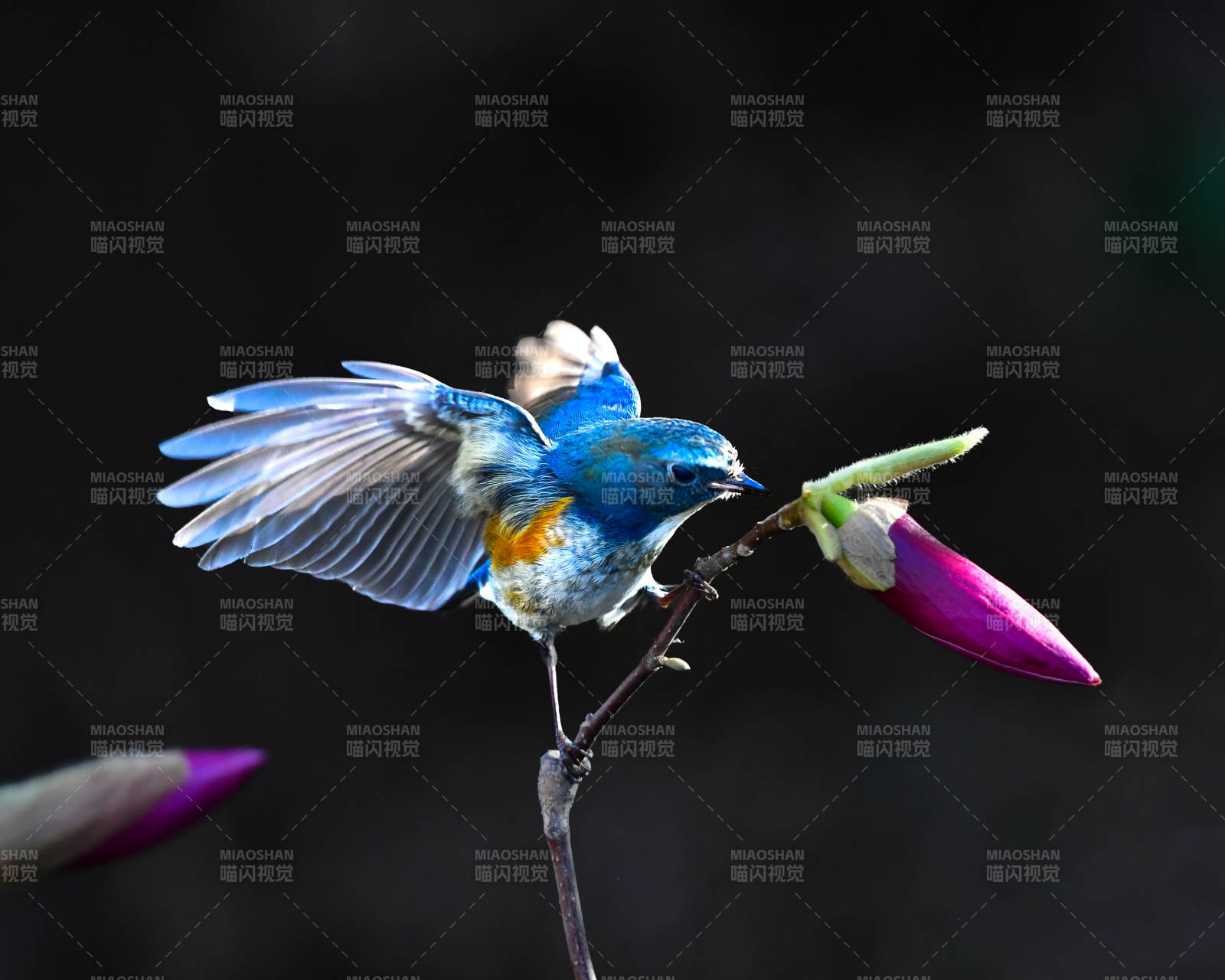 藍鳥展翅 花間停駐