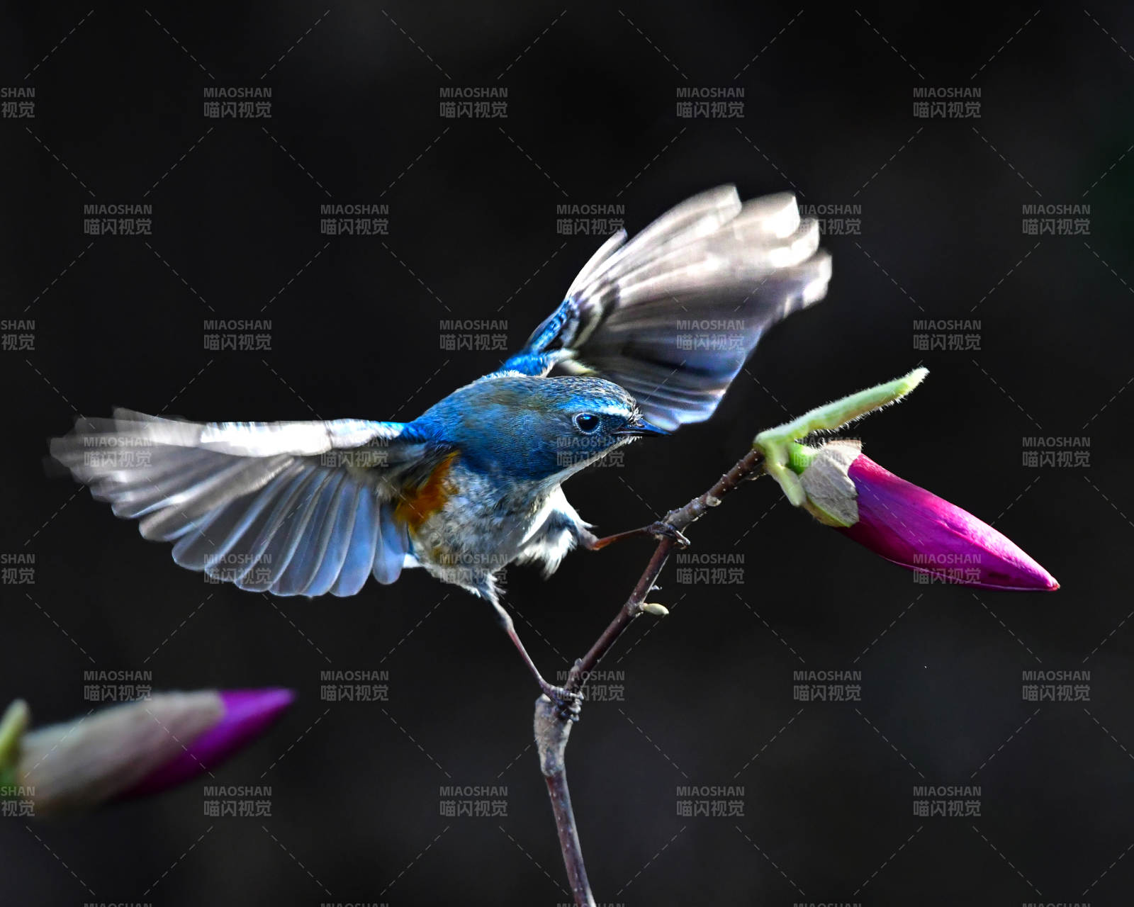 藍鳥展翅 花間一瞬