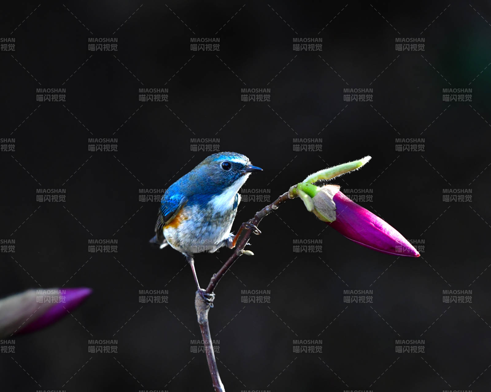 藍鳥棲枝 紫花相伴