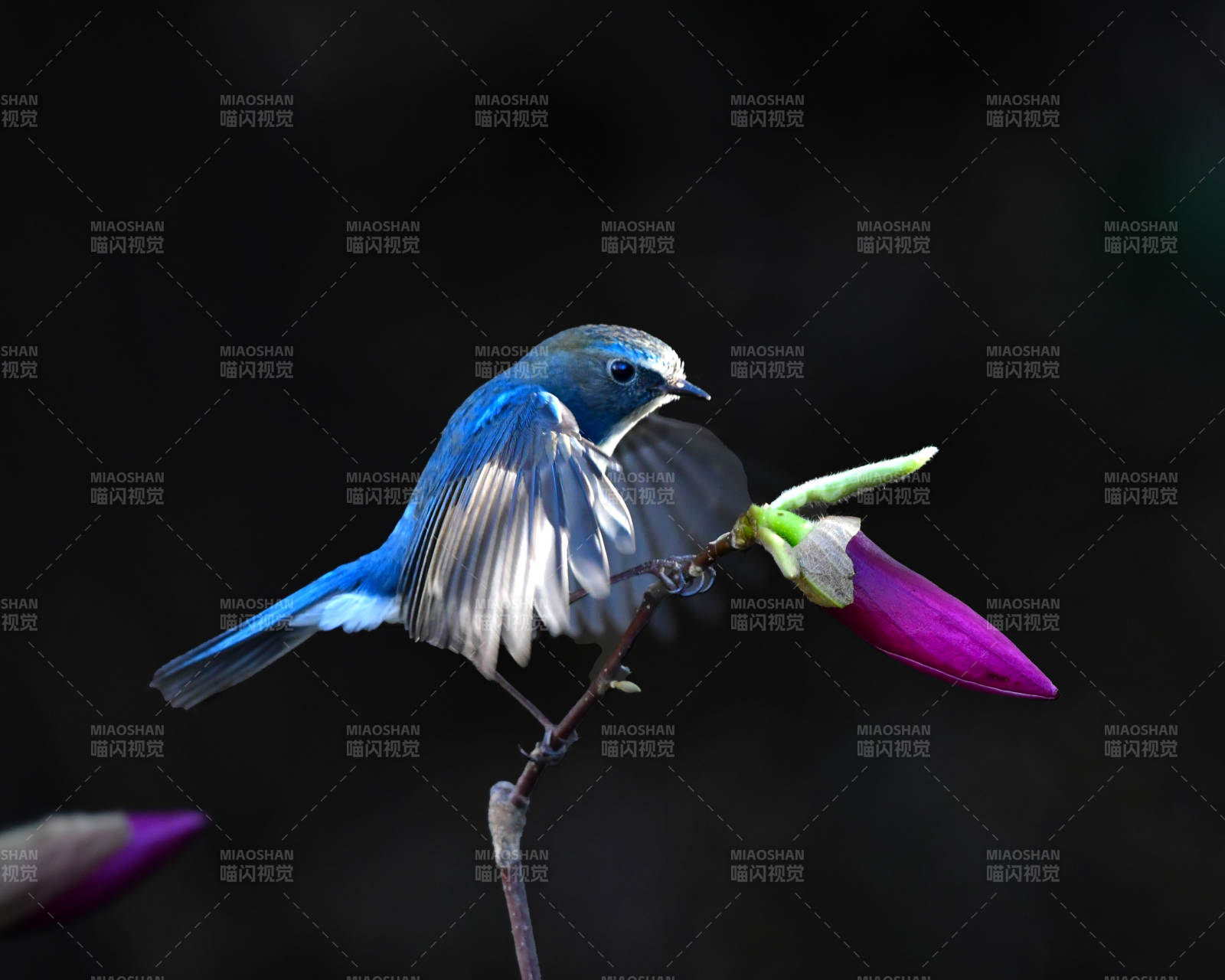 藍鳥棲枝 花蕾相伴