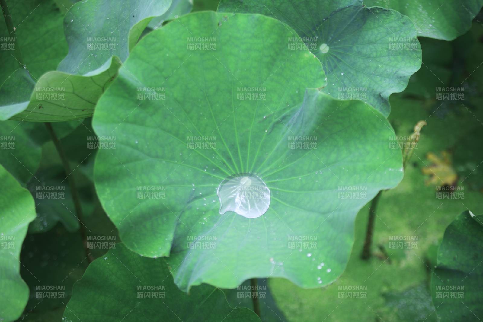荷葉上的水滴