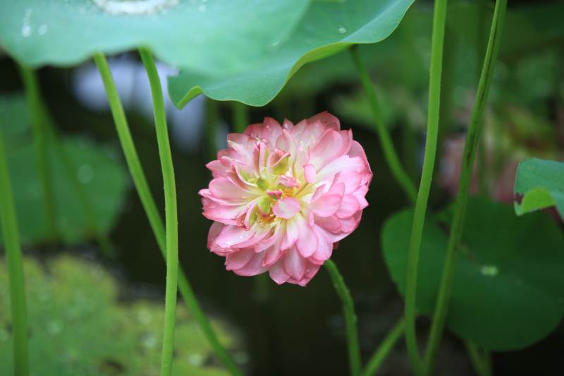 粉色蓮花靜謐綻放
