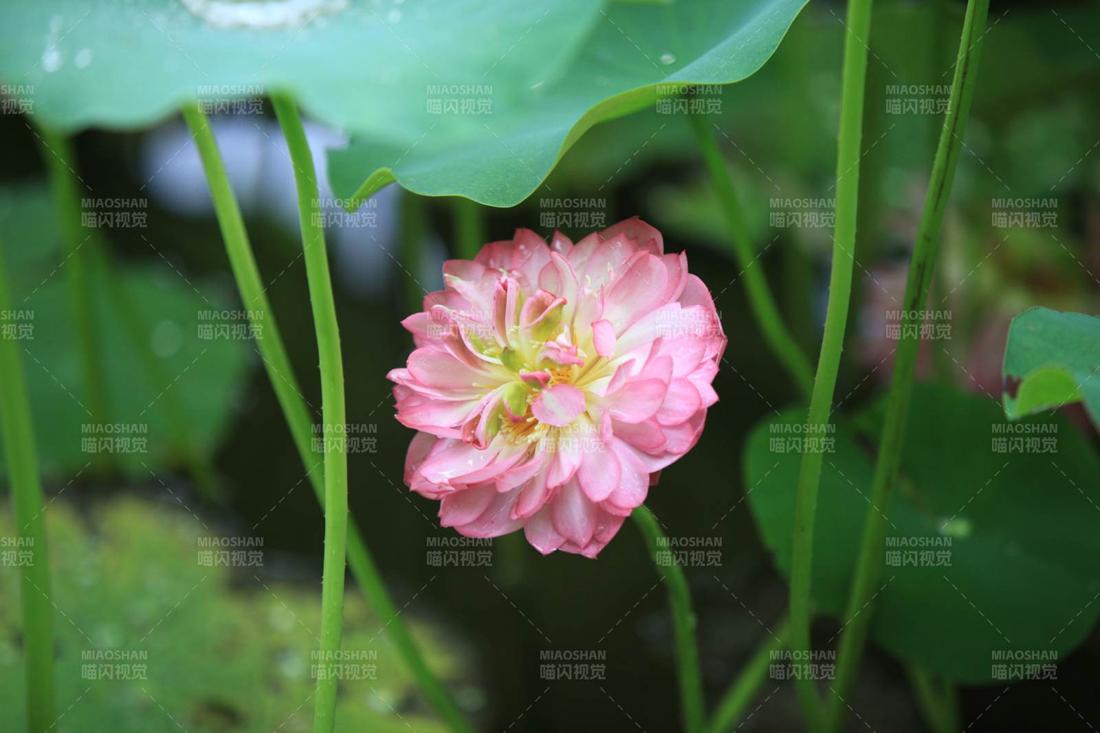 粉色蓮花靜謐綻放