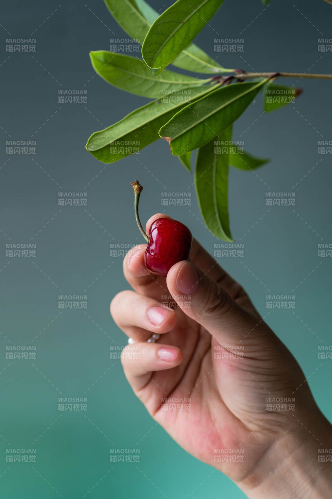 手握櫻桃 綠葉相伴