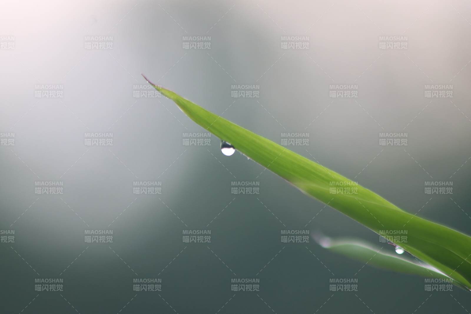 葉尖水滴 靜謐清晨