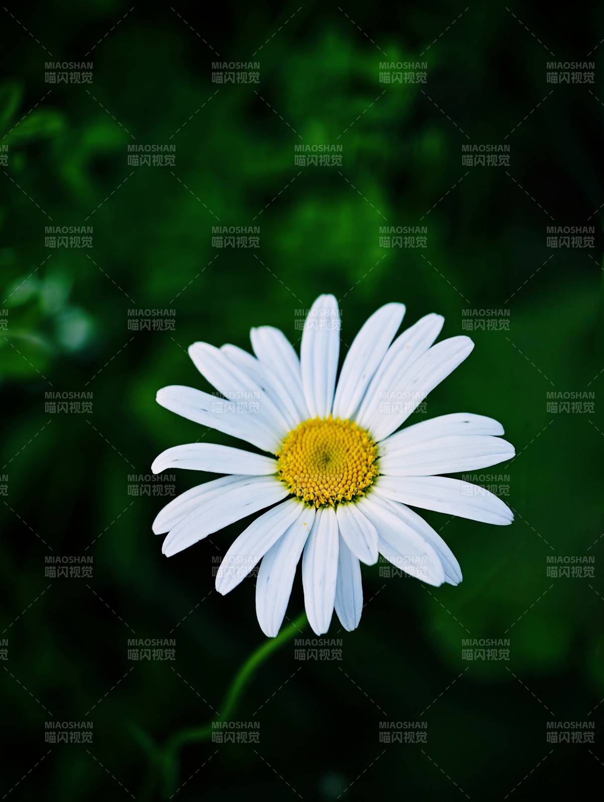 夏日雛菊 清新綻放