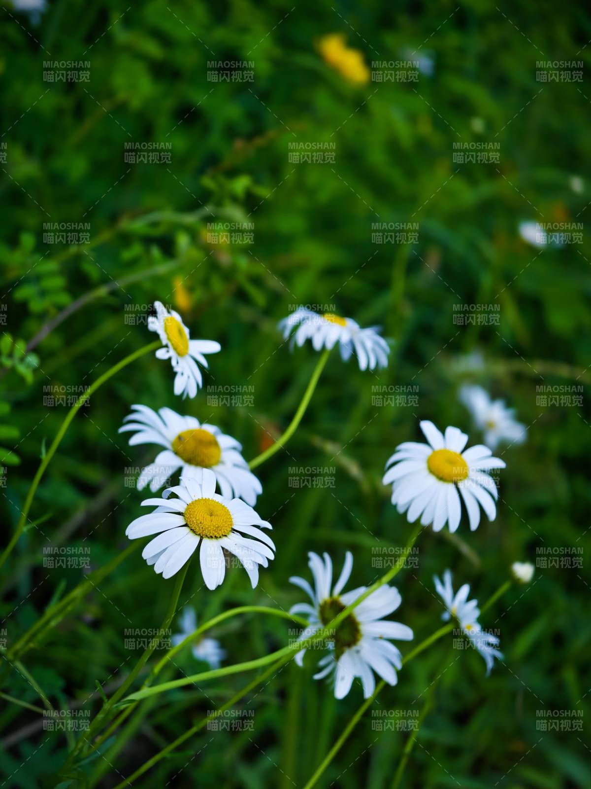 野地雛菊 自然之美