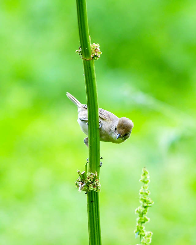 小鳥棲息綠莖上