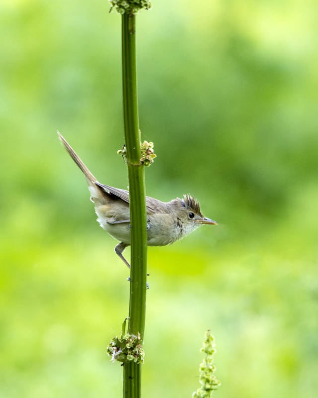 小鳥棲息綠莖上