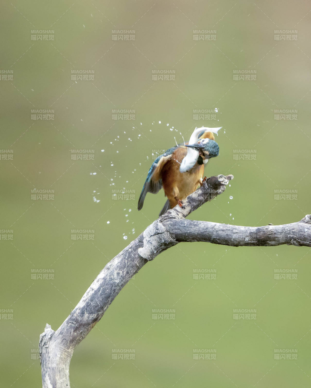 翠鳥捕食瞬間