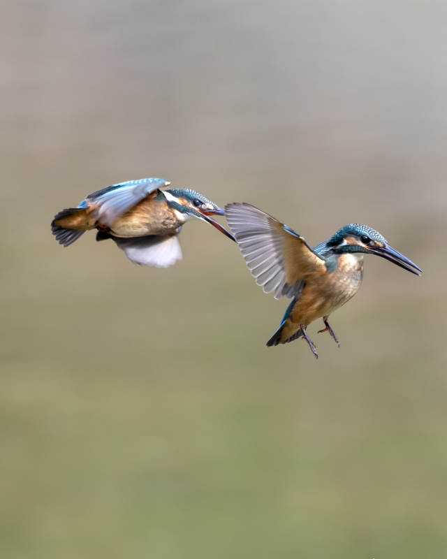雙鳥齊飛 靈動瞬間