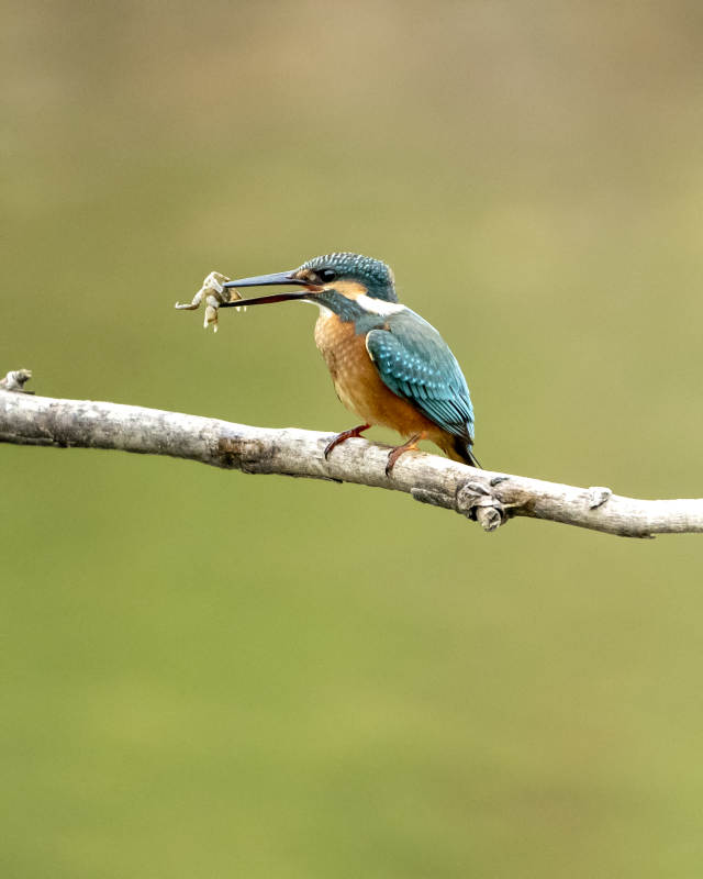 翠鳥捕食瞬間