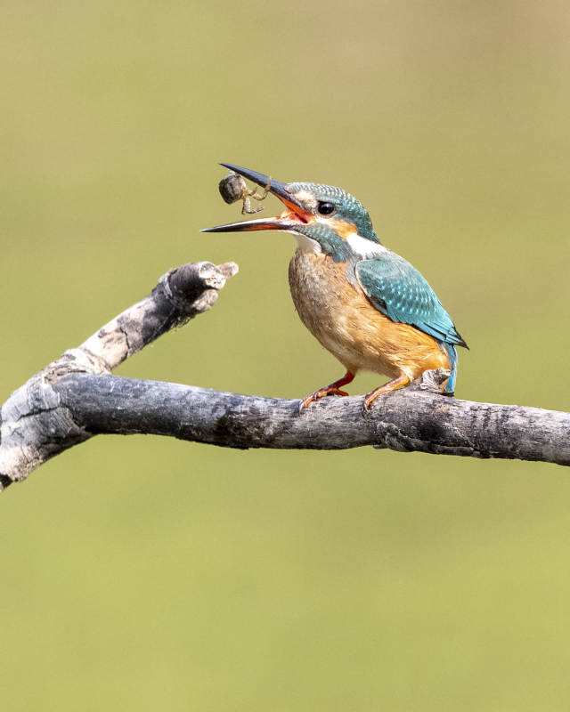 翠鳥捕食瞬間