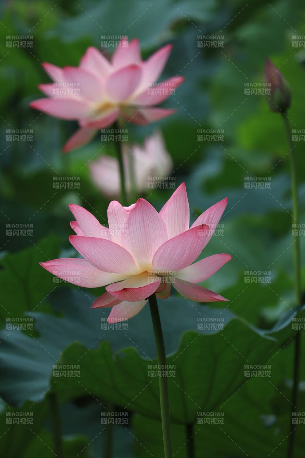 粉色蓮花靜謐綻放