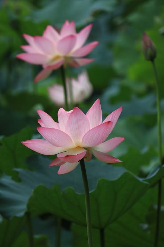 粉色蓮花靜謐綻放