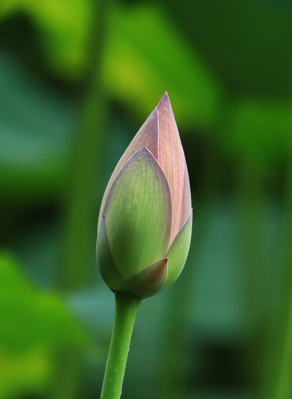 含苞待放的蓮花蕾