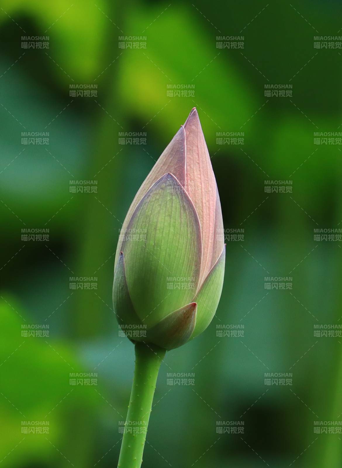 含苞待放的蓮花蕾