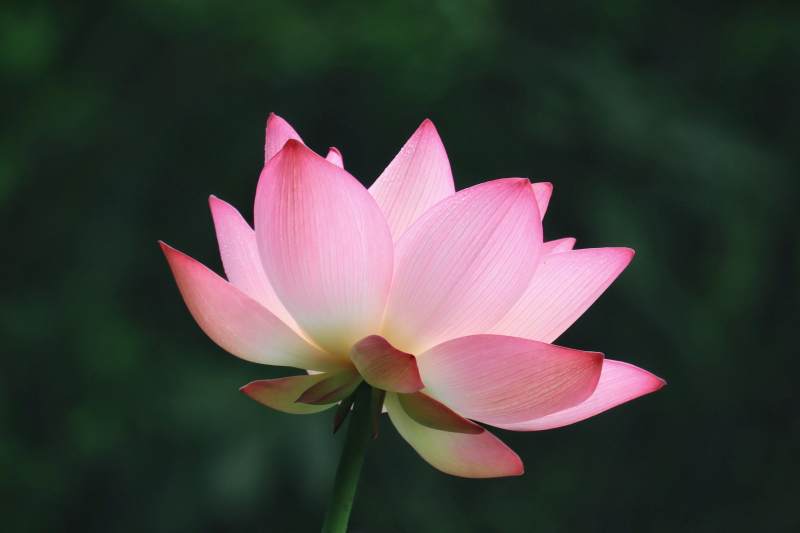 粉色蓮花綻放之美
