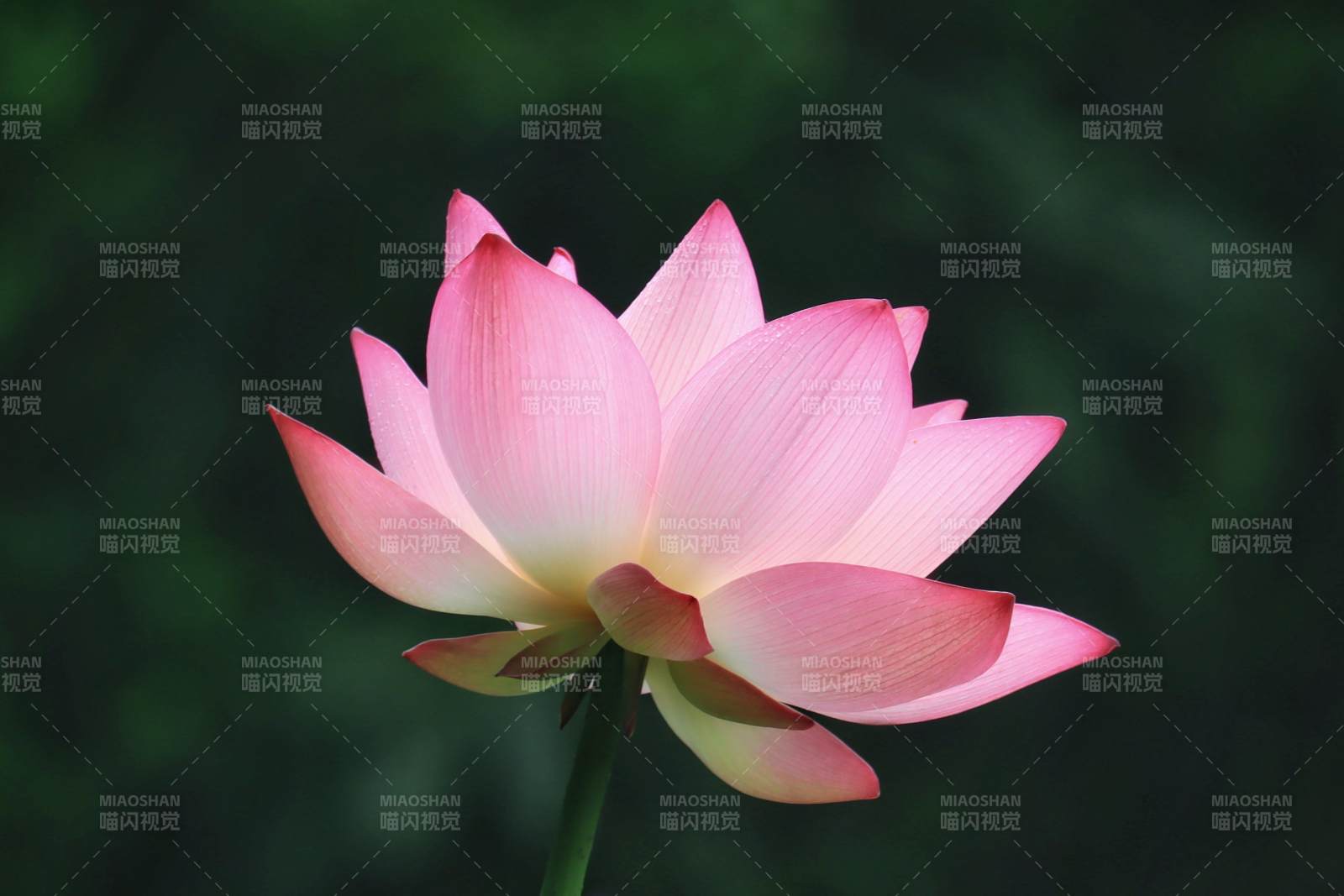 粉色蓮花綻放之美
