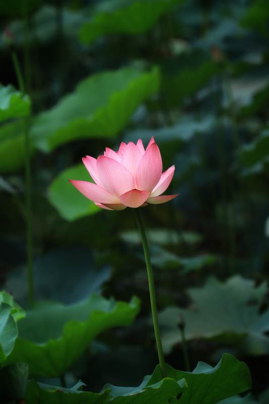 池中一朵蓮花綻放