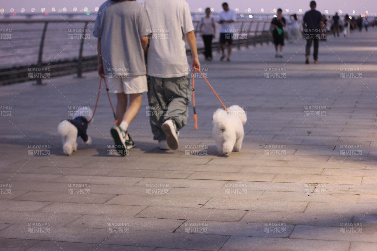散步遛狗 城市夜景
