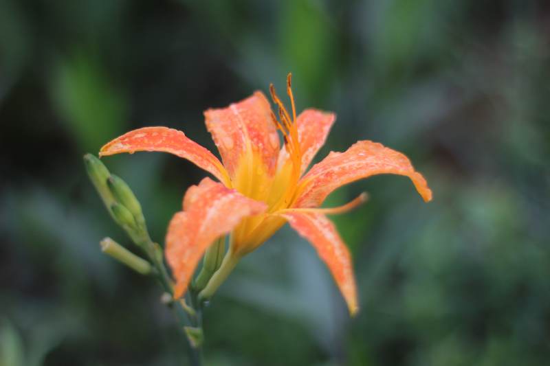 萱草花綻放瞬間