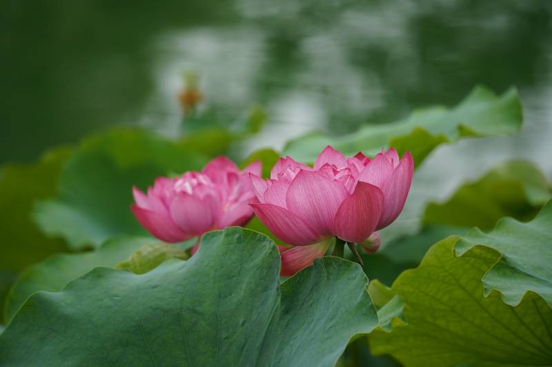池塘中的粉色蓮花