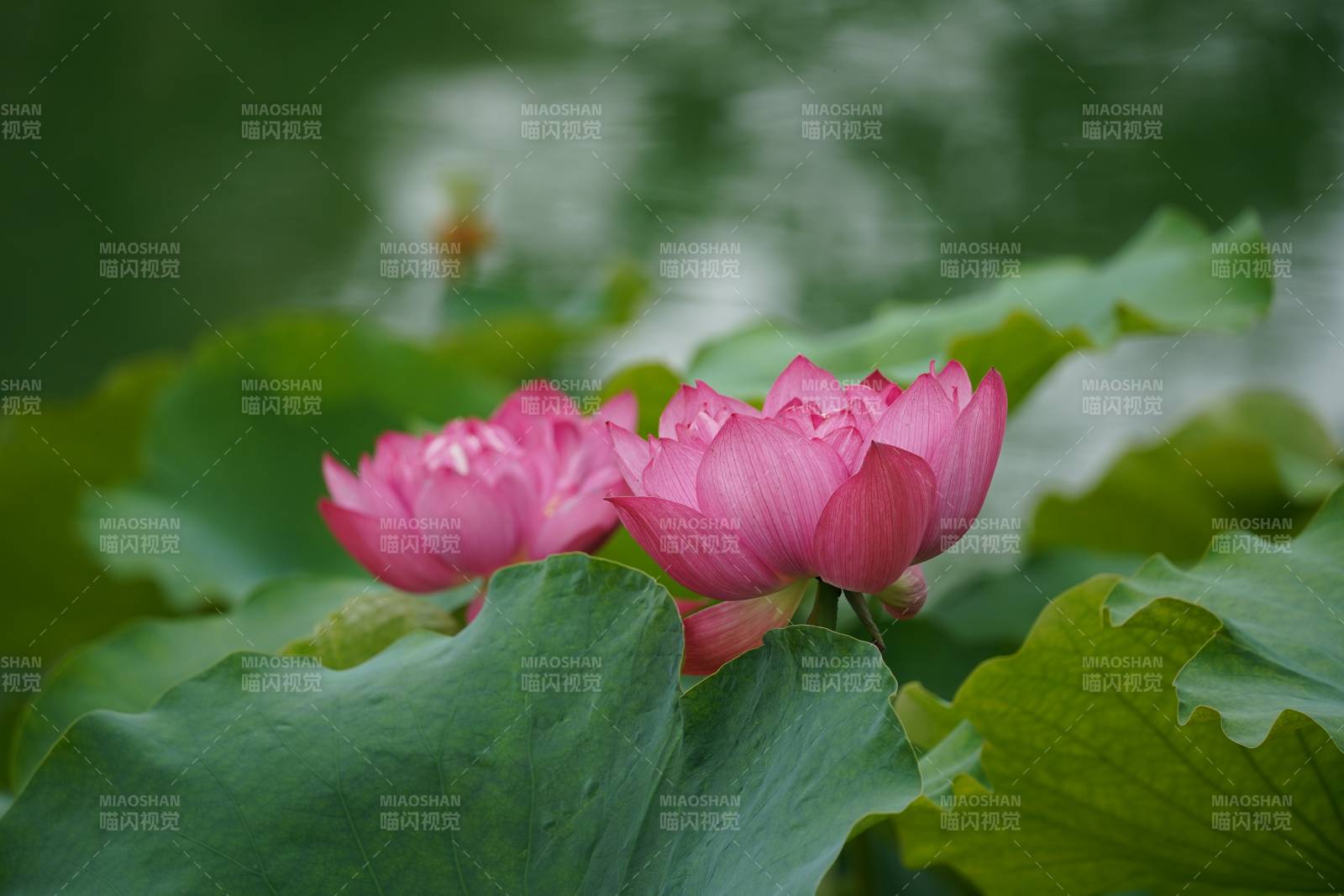 池塘中的粉色蓮花
