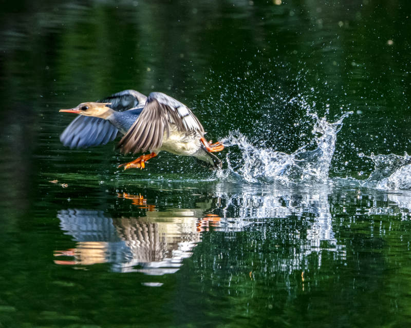 水鳥起飛瞬間