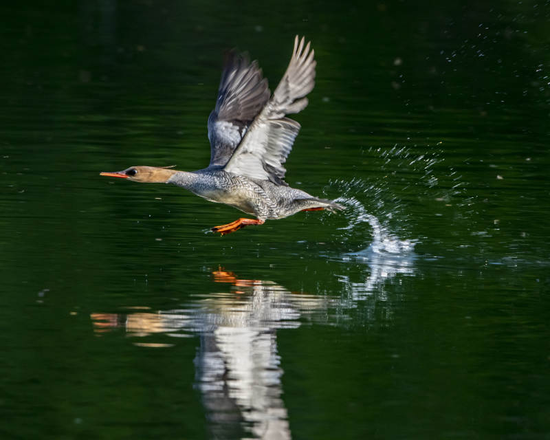 水鳥掠過水面瞬間
