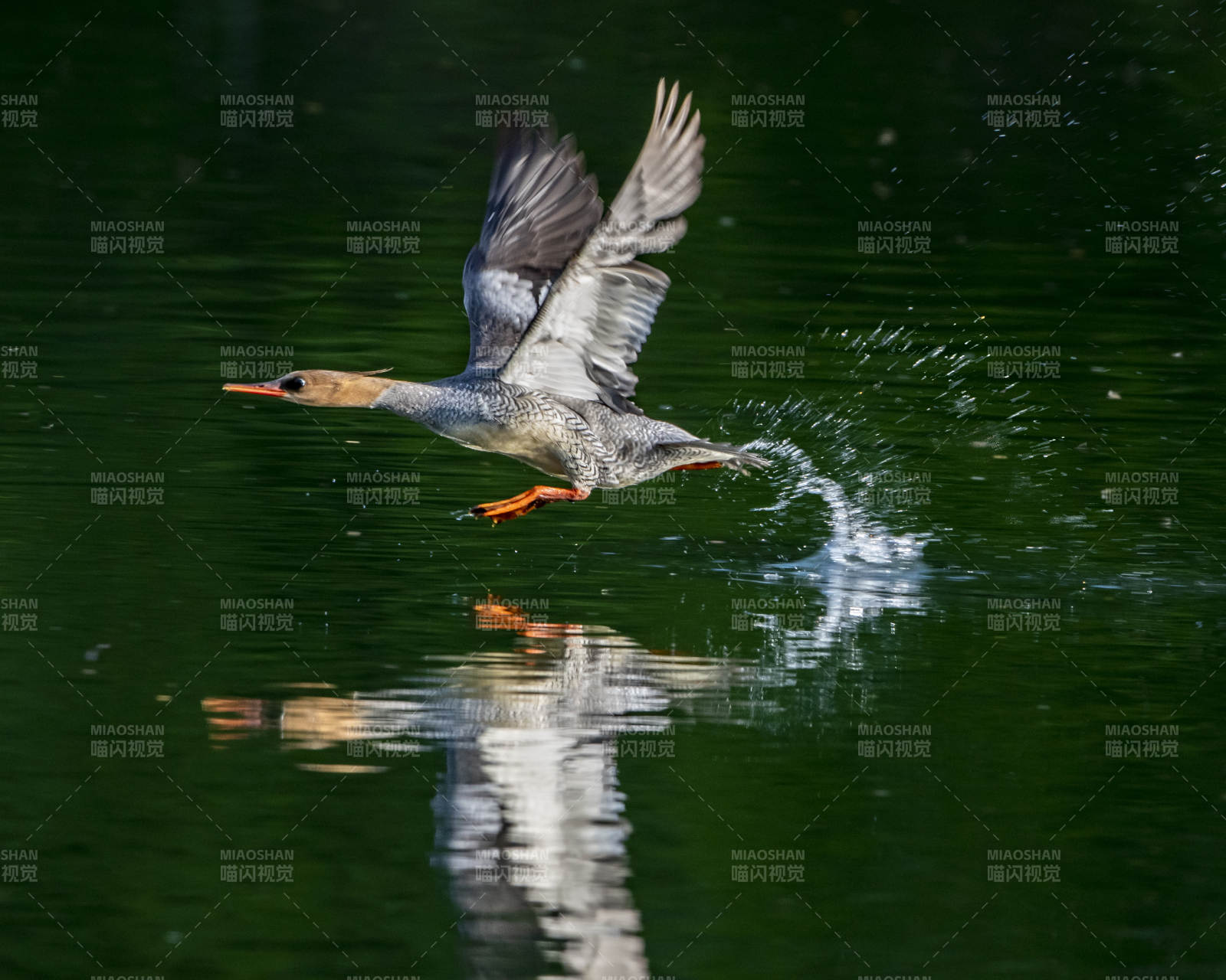 水鳥掠過水面瞬間