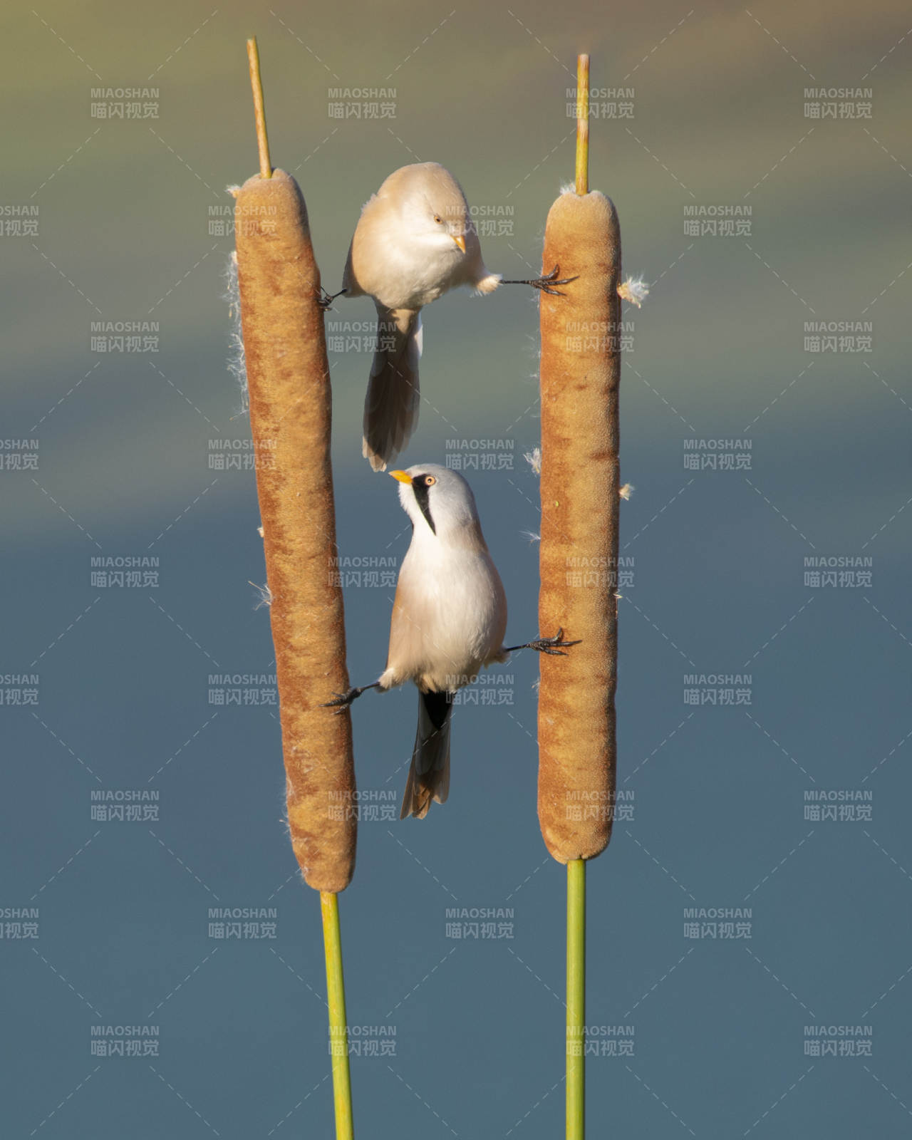 蘆葦上的兩只小鳥