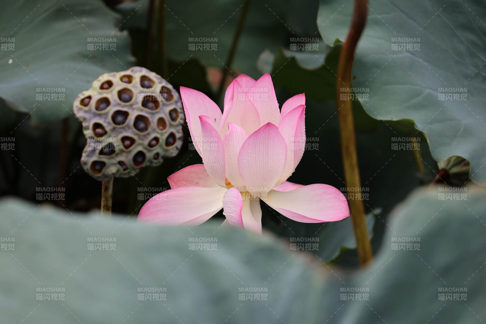 蓮花與蓮蓬的靜謐之美