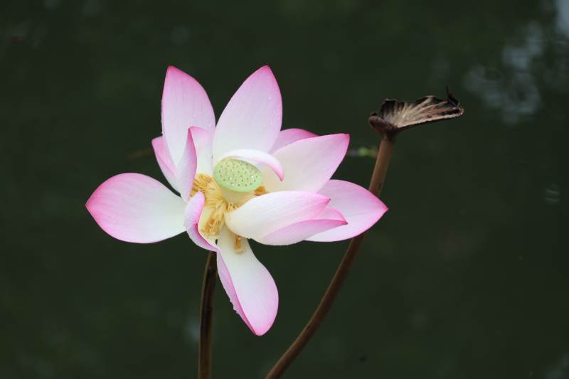 蓮花綻放 靜謐之美