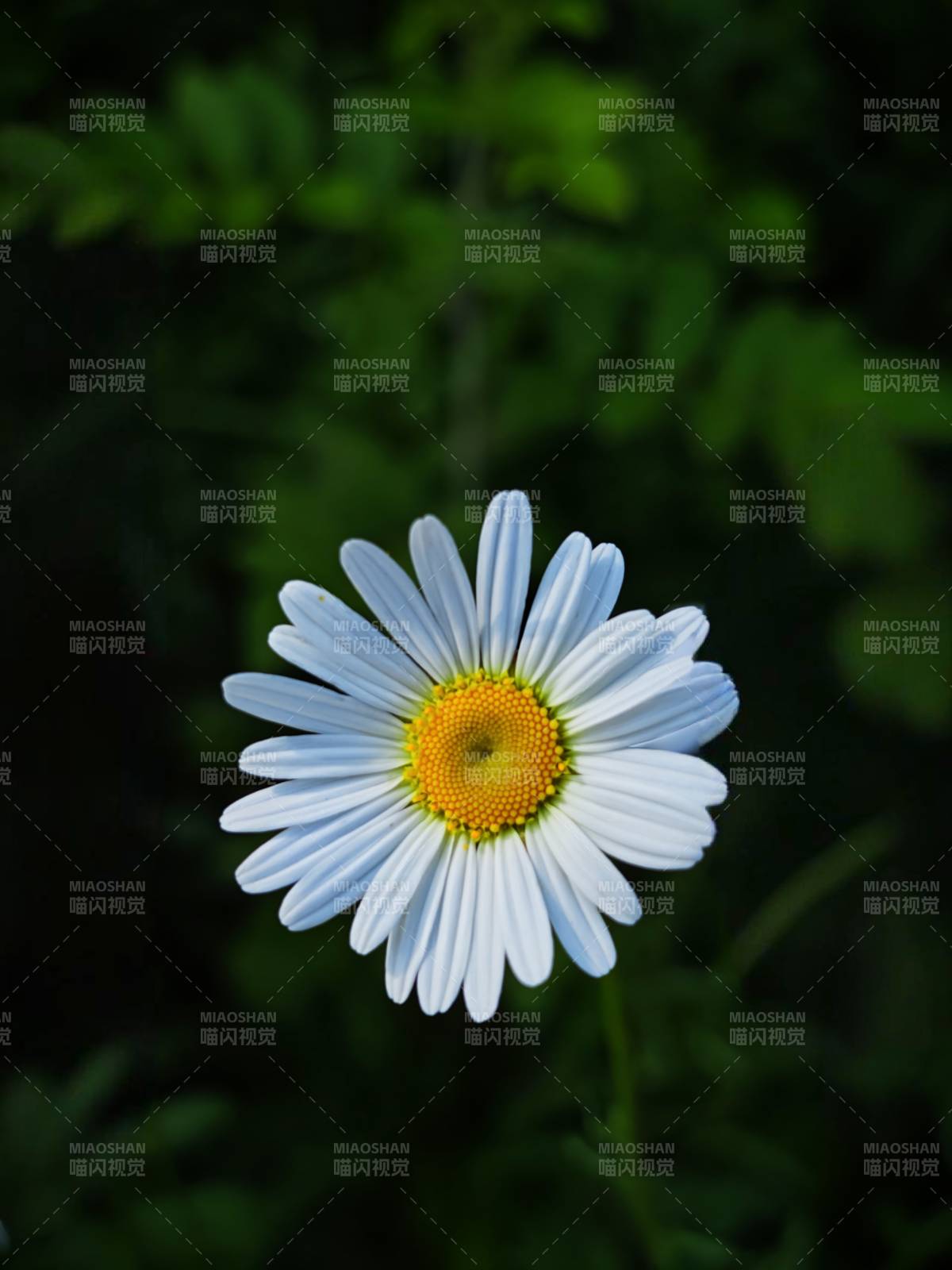 夏日雛菊 清新綻放