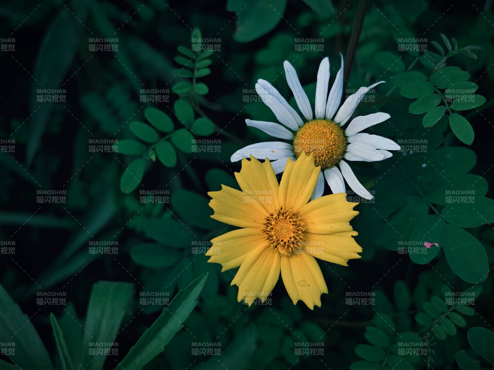 黃白花朵相映成趣