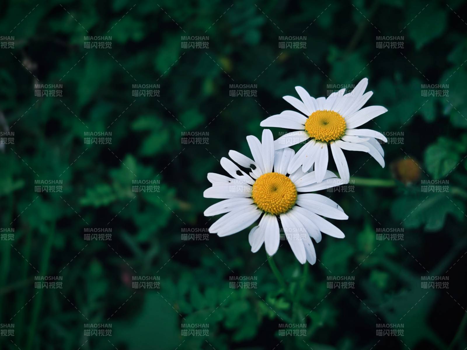 兩朵雛菊在綠葉中綻放